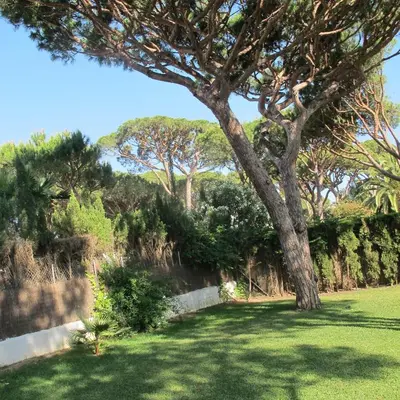 a tree in the middle of a grass field at Villa Alegría in Roche