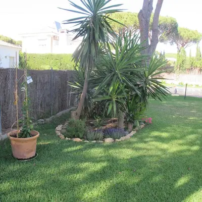 a garden with two palm trees in a yard at Villa Alegría in Roche