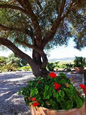 a tree and flowers in a pot under a tree at Vivienda Rural Los Madroños in Malcocinado