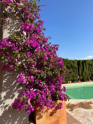 a pot filled with purple flowers next to a pool at Villa Loma Cris y Javi in Cádiz