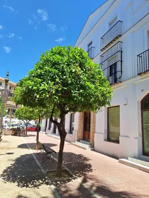 a tree in front of a building with a bench at Cabildo Plaza 1 Sanlúcar de Barrameda in Sanlúcar de Barrameda