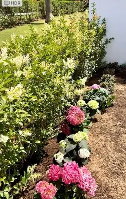 a row of colorful flowers in a garden at Novo Sancti Petri in Cádiz