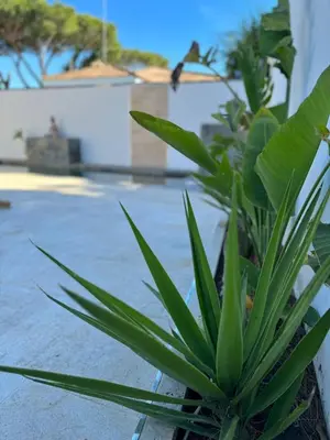 a green plant sitting next to a street at Chalet con piscina in Chiclana de la Frontera