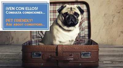 a pug dog sitting inside of a suitcase at BRUJULA ground floor indoor apartment by Cadiz4Rentals in Cádiz