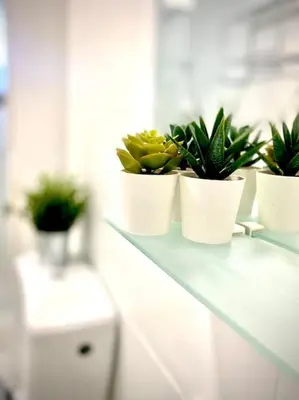 three potted plants sitting on top of a counter at MyChoice San Francisco in Rota