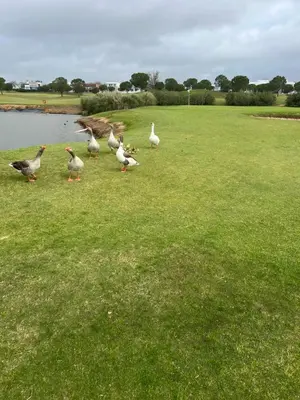 a group of ducks standing on the grass near a lake at La Bahía playa in El Trocadero