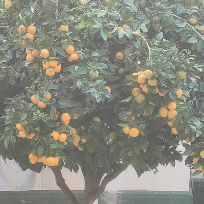 an orange tree with lots of oranges on it at Apartamento Playa Tanguillos del Mar in Cádiz