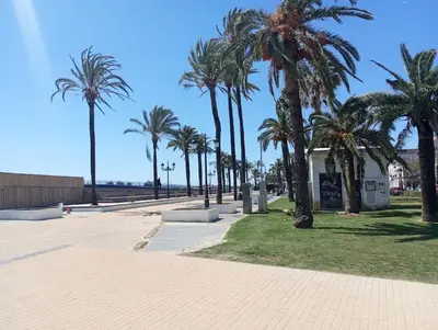 a row of palm trees in a park at La parada in El Puerto de Santa María
