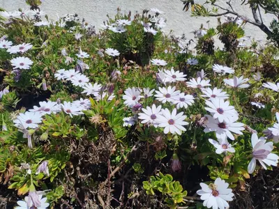 a bunch of white flowers in front of a wall at High Sanlúcar-Aparcamiento incluído in Sanlúcar de Barrameda