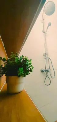 a plant sitting on a counter next to a shower at Apartamentos Muñoz Fornell 2 in Chiclana de la Frontera