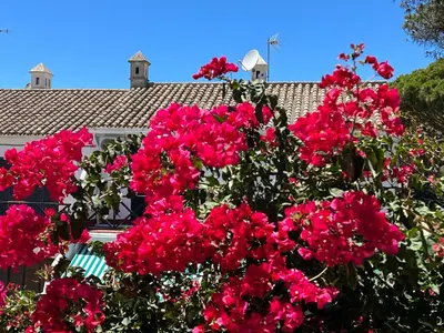a bush of pink flowers in front of a house at La Buganvilla in Chiclana de la Frontera
