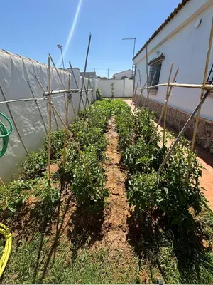 a garden with a row of tomato plants at Villa Los abuelos in Hozanejos