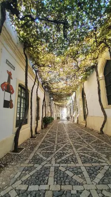 an alley way with trees hanging over a street at Ático Sonnenschein in Jerez de la Frontera