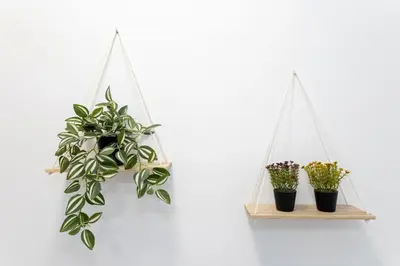 two plants are hanging on a white wall at GINVA - Apartamento en pleno centro 3 in El Puerto de Santa María