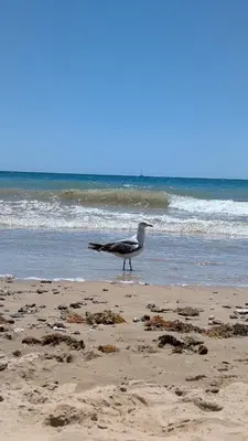 a bird standing on a beach near the ocean at Rincón del Atlántico in Rota