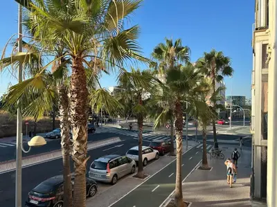 a group of palm trees on a street with cars at Piso de la Constitución de 1812 in Cádiz