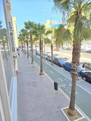 a sidewalk with palm trees on a city street at Piso de la Constitución de 1812 in Cádiz