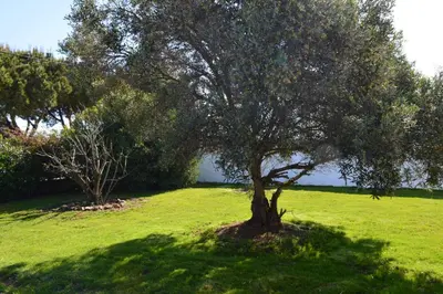 a tree in the middle of a green field at Las Yucas in Conil de la Frontera