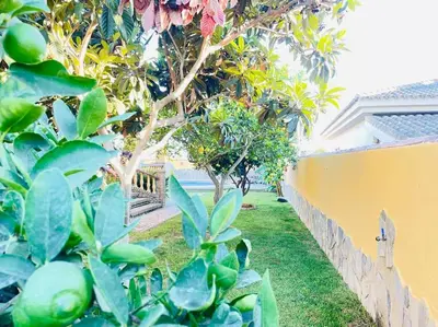 a garden with green plants and a yellow wall at La Almadraba in Chiclana de la Frontera