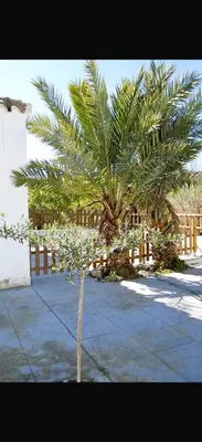 a palm tree in front of a building at Rancho-Carita in Bornos