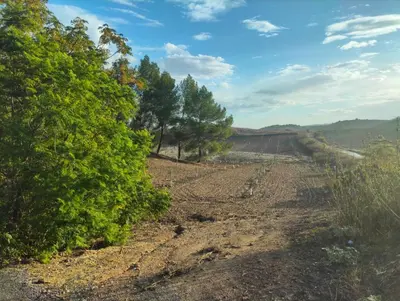 a field with trees on the side of a dirt road at Rancho-Carita in Bornos