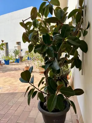 a plant in a pot sitting next to a wall at patio de luja centro parking y piscina in El Puerto de Santa María