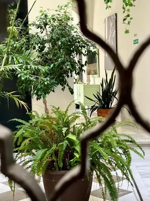 a bunch of plants in pots in a room at patio de luja centro parking y piscina in El Puerto de Santa María
