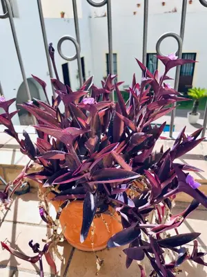 a purple plant sitting on top of a table at patio de luja centro parking y piscina in El Puerto de Santa María