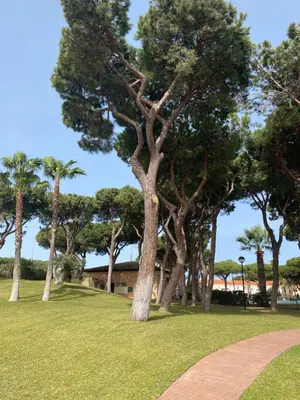 a group of trees in a park with a path at Adosado Casa Melo Playa la Barrosa La Balconera in Poblado de Sancti Petri