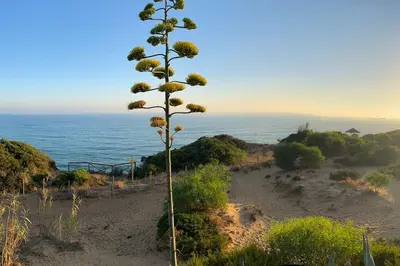 a tall plant on a hill near the ocean at Adosado Casa Melo Playa la Barrosa La Balconera in Poblado de Sancti Petri