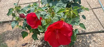 two red flowers on a plant on a sidewalk at Vacaciones en Novo Sancti Petri in Chiclana de la Frontera