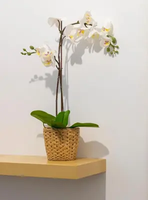 a plant in a basket sitting on a shelf at CDZ - Carmen Coronada in Cádiz