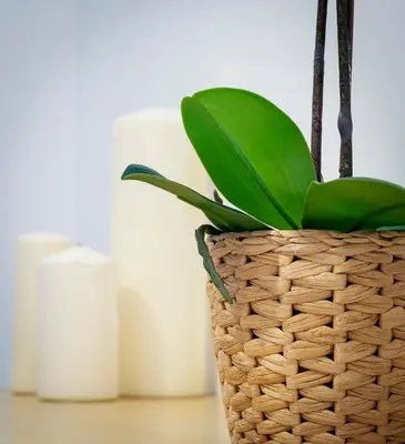 a plant in a basket sitting on a table at CDZ - Carmen Coronada in Cádiz