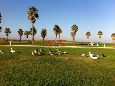 a flock of birds in a field with palm trees at Life Apartments Costa Ballena in Costa Ballena