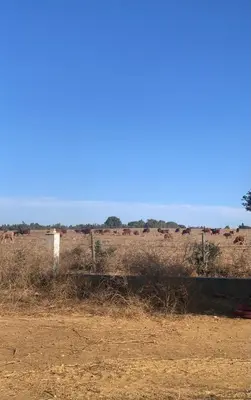 a field with a fence and animals in the distance at La via de la Yurta in Cádiz