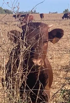 a cow standing in a field behind a fence at La via de la Yurta in Cádiz