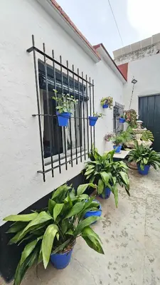 a group of potted plants in front of a building at Casa de la Abuela Rosario in Sanlúcar de Barrameda
