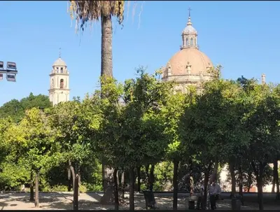 a group of trees and a building with a palm tree at Casa Alzar in Jerez de la Frontera