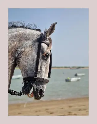 a gray horse standing on a beach next to the water at Next to piletas 67 Sanlucar de Barrameda in Sanlúcar de Barrameda