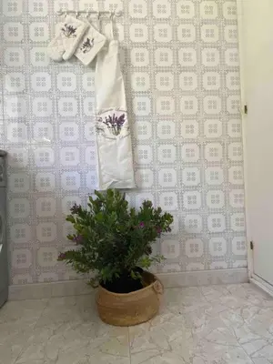 a plant in a pot next to a wall with a towel at Casa 77, la playa más bonita a 150 metros in Conil de la Frontera