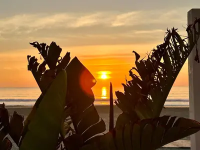 a sunset on the beach with a banana plant at Piso Bahia in Chiclana de la Frontera