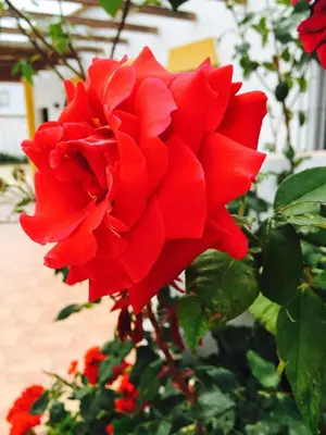 a red rose is on a bush with red flowers at Casas Rurales Pericón in Conil de la Frontera