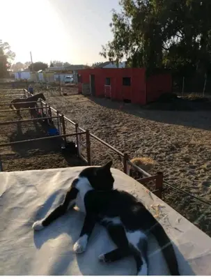 a black and white cat laying on a blanket at El Girasol yellowstone in Chiclana de la Frontera