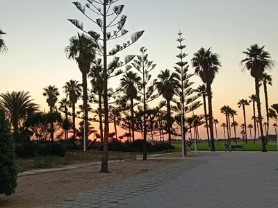 a group of palm trees in a park at Ocean Home - Costa Ballena in Costa Ballena