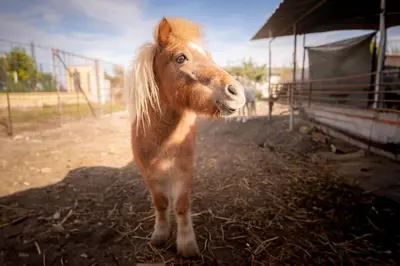 a small brown pony standing in the dirt at Casa Rural Manuel Sevillano in Bornos