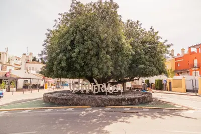 a large tree in the middle of a street at Gallery Vistahermosa in El Puerto de Santa María