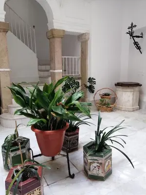 a group of potted plants in a room at Candelaria cornerflat in Cádiz