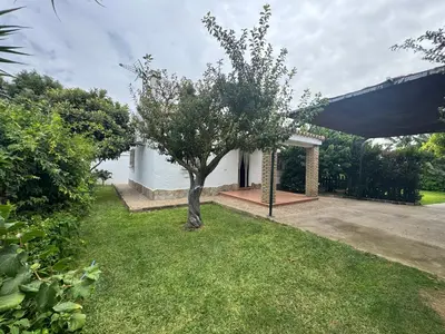 a tree in the yard of a house at Viangel 2 in Conil de la Frontera