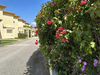 a bush of flowers on the side of a road at Chalet adosado en Novo Sancti Petri in Cádiz