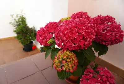 a bunch of red flowers in a pot at Brisa Marina in Sanlúcar de Barrameda